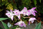 Dendrobium 01 - s